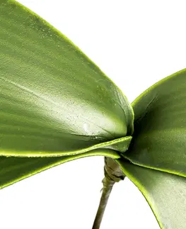 Umelý List orchidey, v. 20 cm