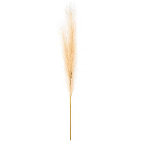 Pampas tráva, svetlohnedá, 9 x 77 cm